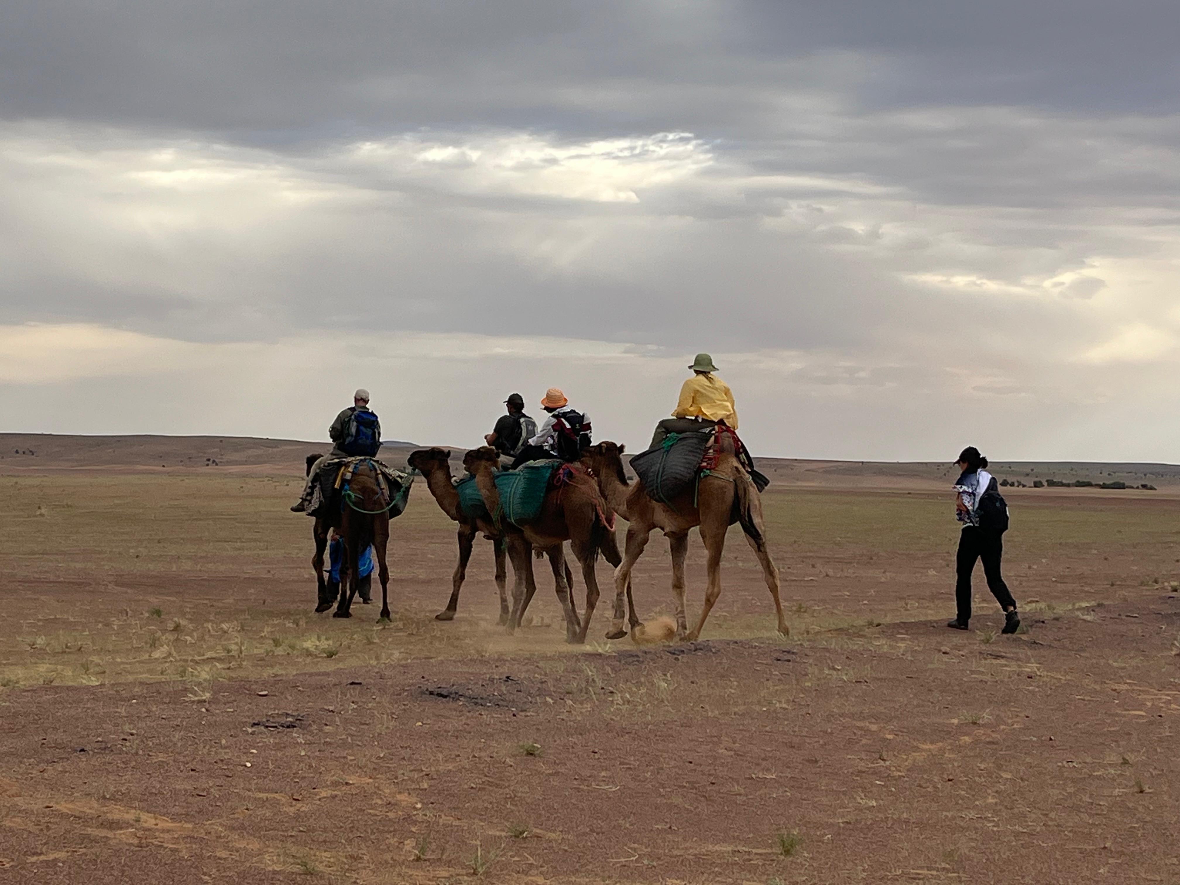 Kameltrekking Karawane in der Sahara